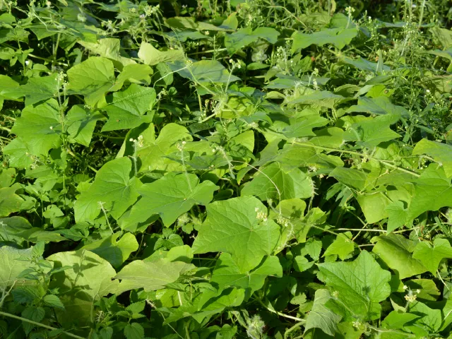 Lindernia procumbens